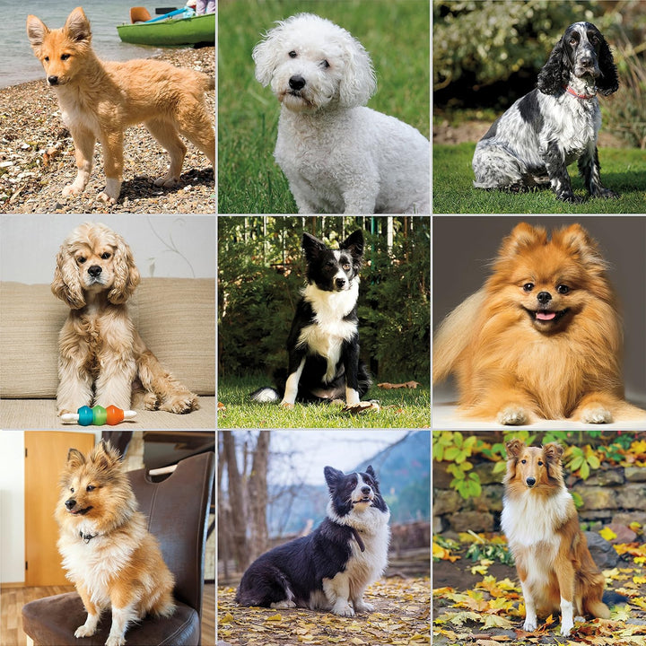 Premium Flea, Hair Pick, & Finishing Comb with Ergonomic Grips for Dog Grooming, Brushing, Detangling, and Flea Removal – Model 858503