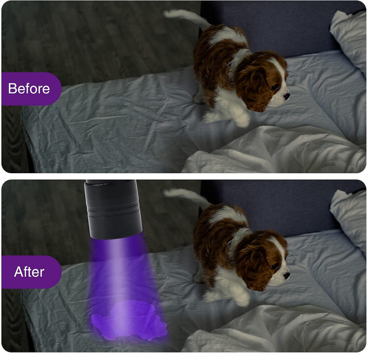 2 Pack UV Flashlight, 12 LED Handheld Blacklight Flashlight 395Nm Mini Light Torch Detector for Dog Pet Urine Stains, Bed Bugs and Scorpions. (Batteries Not Included)