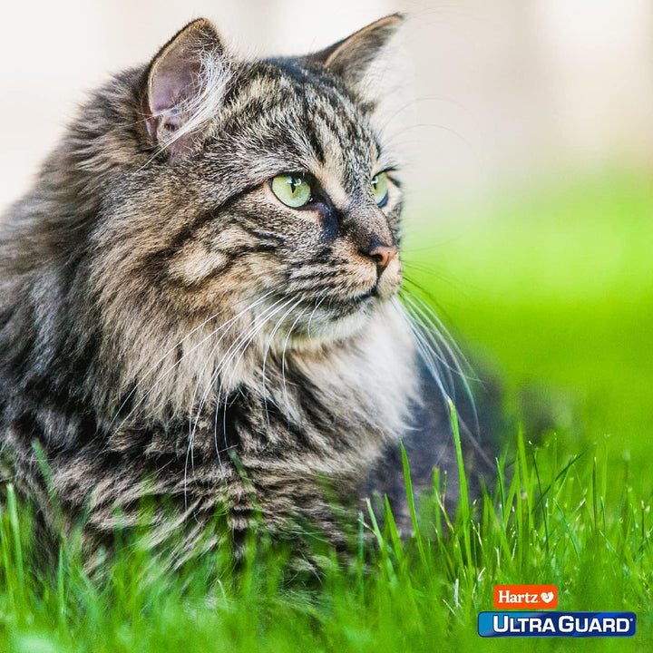 Ultraguard Topical Flea & Tick Prevention for Cats and Kittens - 3 Monthly Treatments