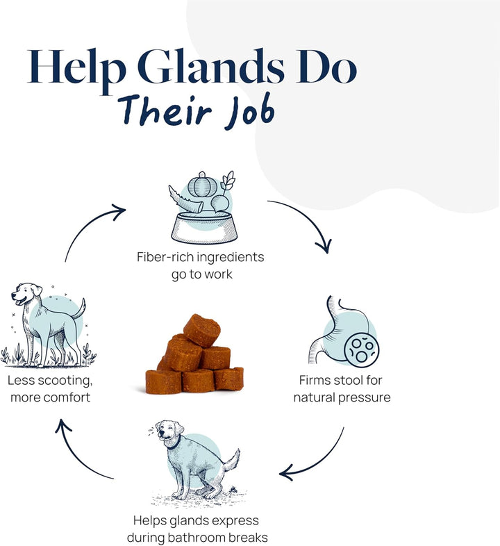 Anal Gland Support for Dogs – Vet-Formulated No Scoot Chews with Pumpkin, Ginger, Agave Inulin & Probiotics – Supports Scooting, Stool Quality & Digestive Health, 60 Soft Chews