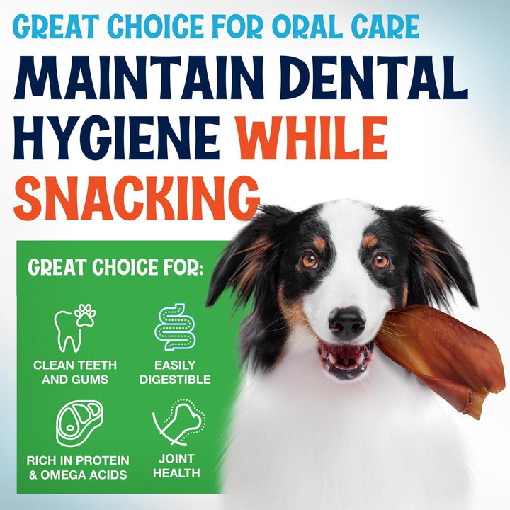 Whole Pig Ears for Dogs Large - 100 Pack Long Lasting Dog Chews - One Ingredient Delicious All Natural Flavor – Easy to Digest Dog Treat for Large Dogs - Great for Teeth and Gums