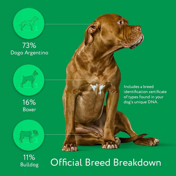 – Trusted & Affordable Breed Identification Test | 350+ Breeds Identified W/ 99%+ Accuracy | Complete Breed Analysis, Personality and Behavior Insights | Easy Cheek Swab, Results in 2 Weeks