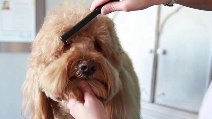 Paw Brothers Flea Comb for Small and Large Dogs and Cats with Handle, Professional Dog Grooming Kit and Supplies, Puppy Essentials, Black and Red, 8.8 Inches