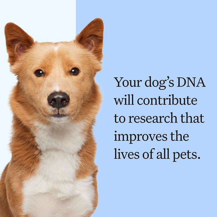 Panel Breed Discovery Dog DNA Kit: Most Accurate Dog Breed Identification, Test for 365+ Breeds, MDR1 Health Test, Ancestry, Relatives
