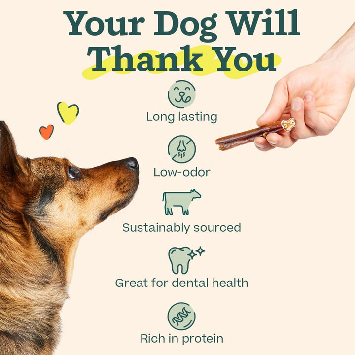 Bully Sticks Dog Treats - Chew Sticks for Dogs - Long-Lasting Dog Chew Treats - Made with Free-Range, Grass-Fed Beef - 6" Sticks - 10Pk