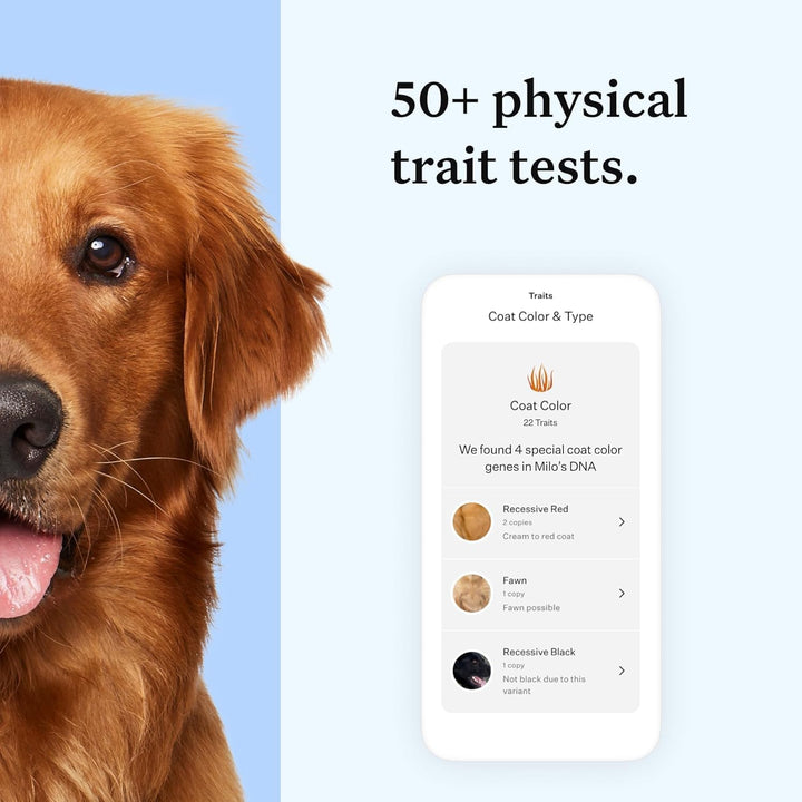 Health Essential Dog DNA Kit | Most Accurate Test | 365+ Breeds | 30 Genetic Health Conditions | 50+ Traits, Relatives, Ancestry | Pack of 1