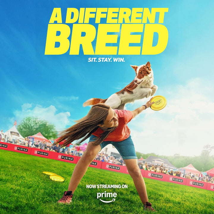 Small Breed Dog Food with Probiotics for Dogs, Shredded Blend Chicken & Rice Formula - 6 Lb. Bag