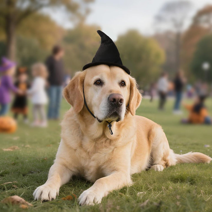 Witch Hat for Cats, Dog Halloween Witch Costume, Black Felt Adjustable Wizard Hat, Pet Costumes Halloween Accessories for Small Medium Pets