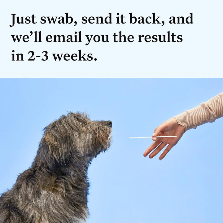 Health Essential Dog DNA Kit | Most Accurate Test | 365+ Breeds | 30 Genetic Health Conditions | 50+ Traits, Relatives, Ancestry | Pack of 1