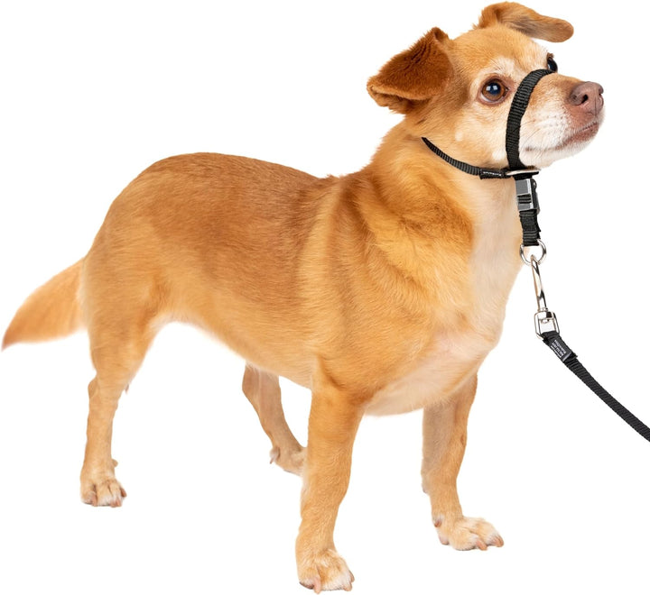 Gentle Leader Headcollar No-Pull Dog Collar - Helps Improve Walks - Durable Nylon Construction - Padded Nose Loop - Adjustable Fit - Comfort Walking Halter - Medium, Black