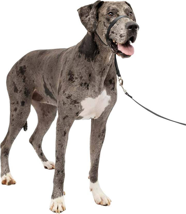 Gentle Leader Headcollar No-Pull Dog Collar - Helps Improve Walks - Durable Nylon Construction - Padded Nose Loop - Adjustable Fit - Comfort Walking Halter - Medium, Black