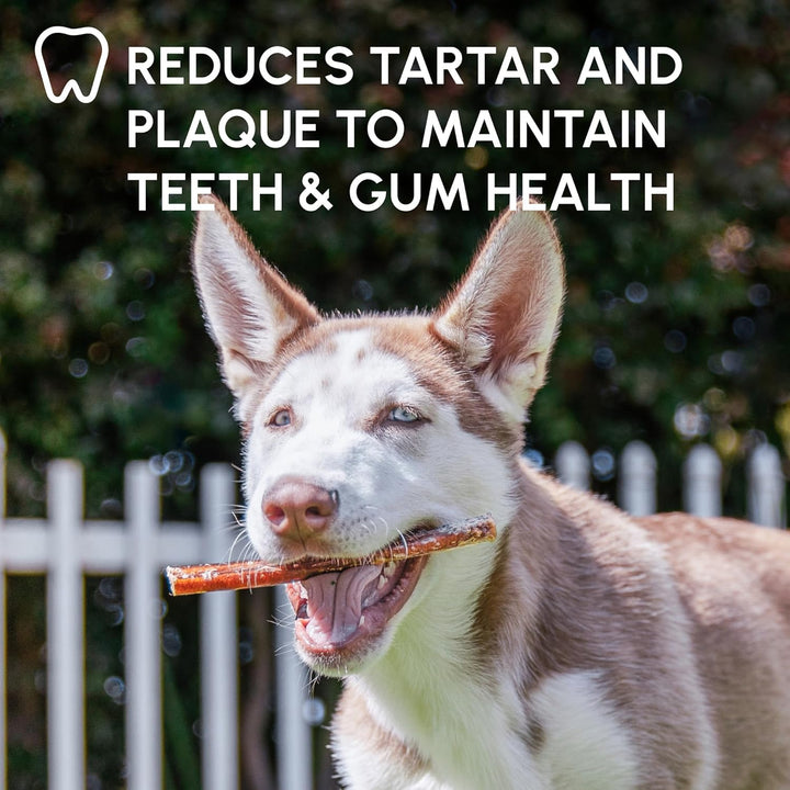 Bully Sticks for Dogs - Natural 6 Inch Beef Chews, Odor-Free & Rawhide-Free, Long Lasting Dog Treats for Aggressive Chewers - Healthy, Safe & Delicious Chews Dogs Love (10 Pack)