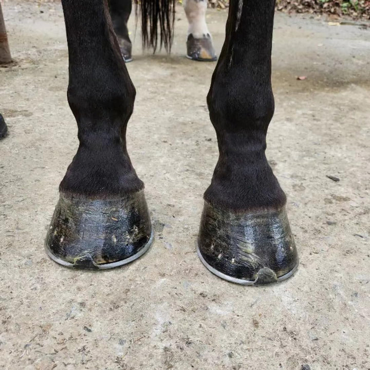 Stiff Bristled Horse Hoof Pick Brush with Soft Rubber Handle, Portable (2PCS, Random Color)