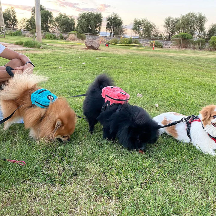 Dog Backpack Harness with Leash, Dog Poop Bag Dispenser, Pet Self Carrier Adjustable Travel Hiking Walking Harness Backpack for Small Medium Dogs (S(Fit:5-10Lb), Blue)