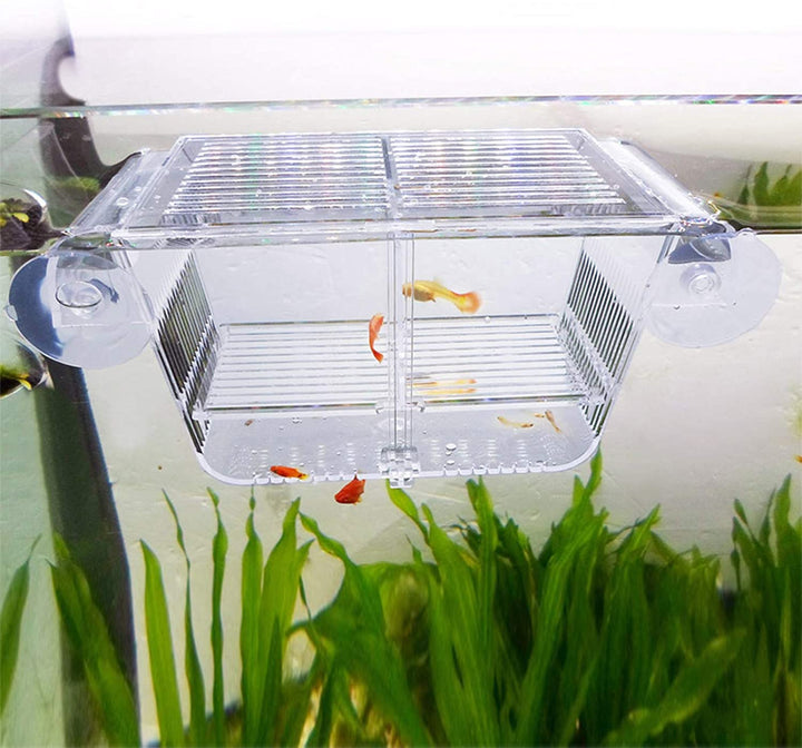 Fish Breeding Box, Acrylic Fish Isolation Box with Suction Cups, Aquarium Acclimation Hatchery Incubator for Baby Fishes Shrimp Clownfish and Guppy... Small Size (S)