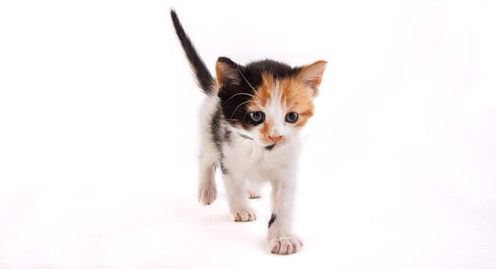 Powdered Kitten Milk Replacer Formula - 11Oz