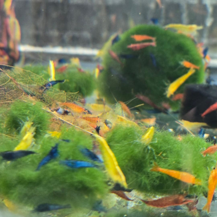 ™ Premium Neocaridina Shrimp – a Perfect Combo to Brighten Your Aquarium! (20 Mixed + 1MYSTERY Snail)