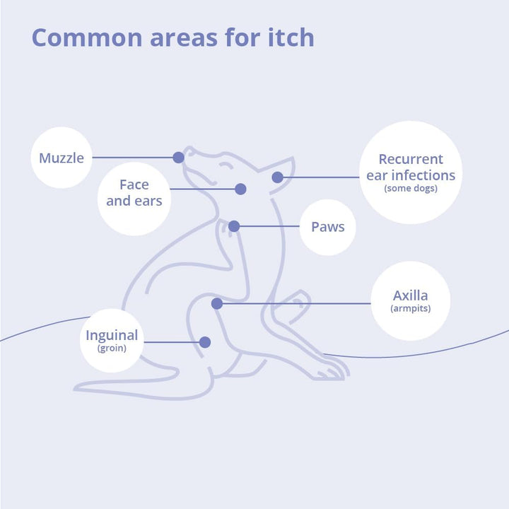 Shampoo for Dogs, Cats and Horses, 8 Oz