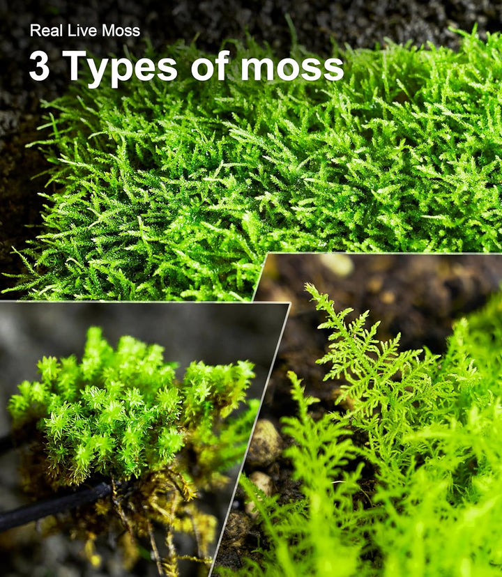 Live Moss Variety Pack – 3-Pack Mixed Mosses (Each 3.5" X 7") – Real Sheet Moss for Terrariums, Bonsai, Reptile Tanks, Succulents & DIY Plant Crafts, Living Moss for Terrarium, Indoor Planters