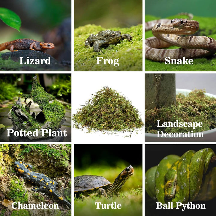 Sphagnum Moss for Reptiles - Terrarium Reptiles Moss Green Dried Peat Moss Habitat Bedding Moss for Snakes Turtle Frog Gecko and Other Reptiles Substrate (5, Ounces)
