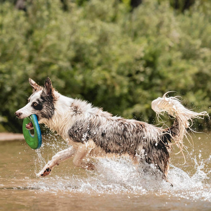 Zipflight Flying Disc Dog Toy, Medium (8.5"), Orange and Blue