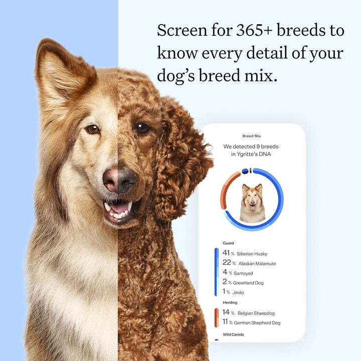 Health Essential Dog DNA Kit | Most Accurate Test | 365+ Breeds | 30 Genetic Health Conditions | 50+ Traits, Relatives, Ancestry | Pack of 1