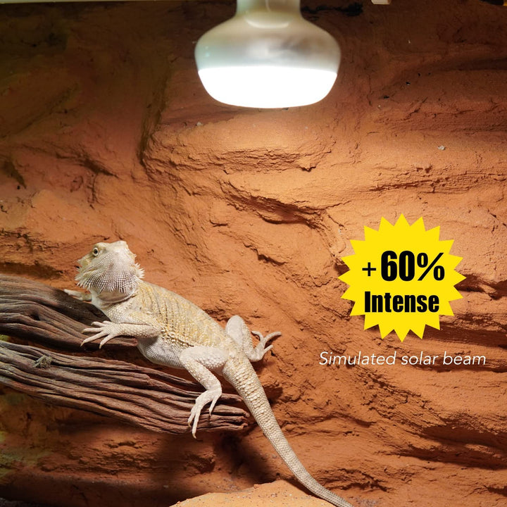 Basking Light for Reptiles, 2-Pack 100W Upgraded Intense Basking Spot, Reptile Heat Bulb Light, UVA Heat Lamp Bulbs for Bearded Dragon Turtle Chicken