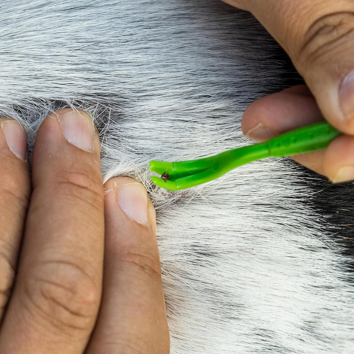 Tick Remover Value 3 Pack - Tick Remover Tools + Tick Identification Card - for Humans, Dogs & Cats (5)