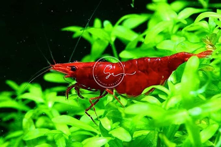™ Premium Neocaridina Shrimp – a Perfect Combo to Brighten Your Aquarium! (20 Mixed + 1MYSTERY Snail)