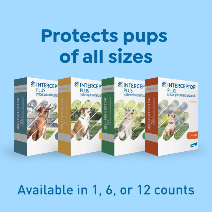 plus Prevention for Heartworm + 4 Other Worms for Dogs 50.1-100 Lbs. | 6 Chews, 6-Month Supply