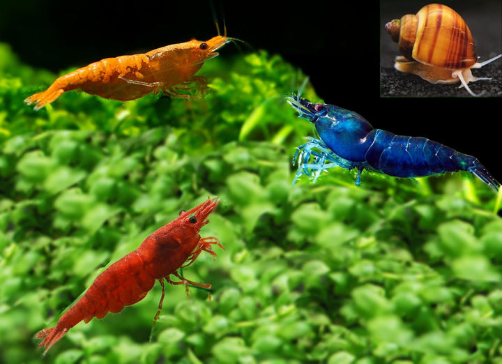 ™ Premium Neocaridina Shrimp – a Perfect Combo to Brighten Your Aquarium! (20 Mixed + 1MYSTERY Snail)