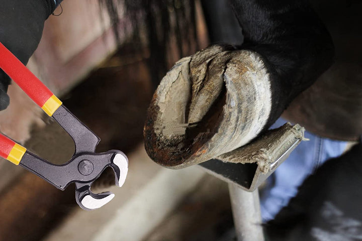 8 Inch Farrier Tool Kits （7 Piece） Mini Rasp Hoof File Goat Pig Equine Metal Shears Professional Farriers Hoof Nipper Cutter Handle Knife