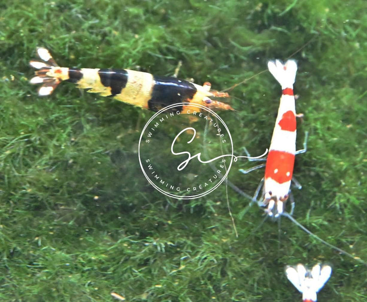 ™ Premium Neocaridina Shrimp – a Perfect Combo to Brighten Your Aquarium! (20 Mixed + 1MYSTERY Snail)