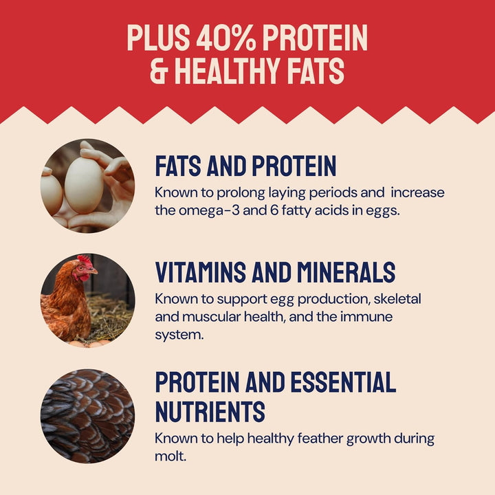 Chicken Feed & Treats - 10 Lb Non-Gmo Bulk Larvae & Grubs - High-Protein Food for Laying Hens & Poultry - Grubs & Worms for Chickens & Bluebird Food - Calcium-Rich Supplement