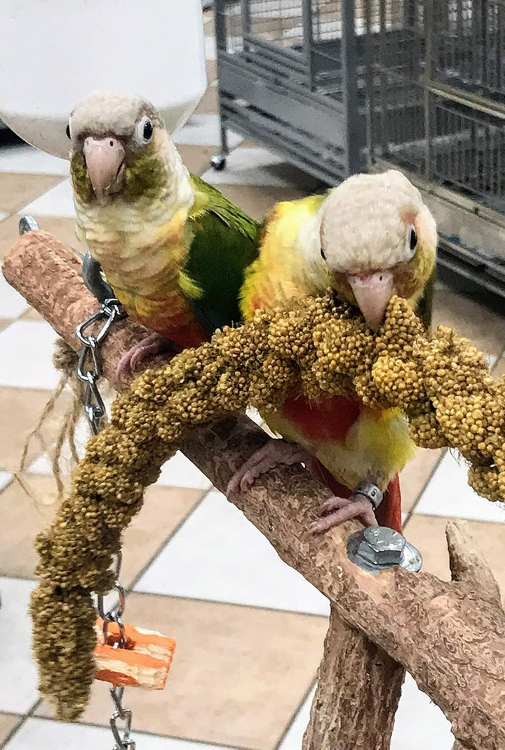 Premium Non-Gmo Spray Millet Treat | Hand-Harvested Bird Snack | 100% Edible Tops | Sun-Dried Supplement for Parakeets, Cockatiels, Finches, Lovebirds, Canaries