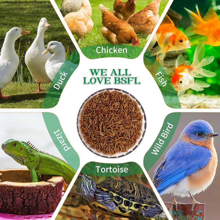 Dried Black Soldier Fly Larvae 10LB Non-Gmo BSF Larvae for Chickens More Calcium than Mealworms High-Protein Chickens Treats for Layer Hens Wild Birds Ducks