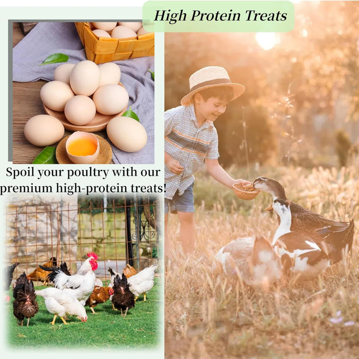 Dried Black Soldier Fly Larvae 10LB, High Calcium Chicken Feed – 85X More Calcium, Non-Gmo Treats for Chickens, Laying Hens, Ducks, Turkeys, Wild Birds, Turtles