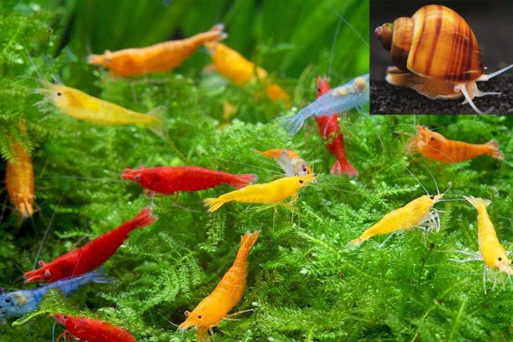 ™ Premium Neocaridina Shrimp – a Perfect Combo to Brighten Your Aquarium! (20 Mixed + 1MYSTERY Snail)