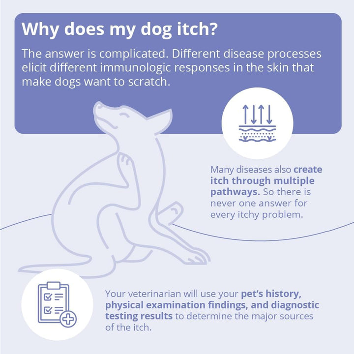 Shampoo for Dogs, Cats and Horses, 16 Oz