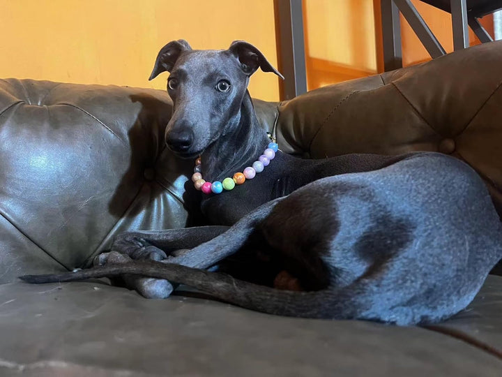 Dogs Necklace,Pet Fashion Necklace, Colorful Beaded Necklace,Pet Jewelry,Vibrant Candy-Colored Pet Jewelry Necklace for Cats and Dogs(12.6-14.57 Inches)