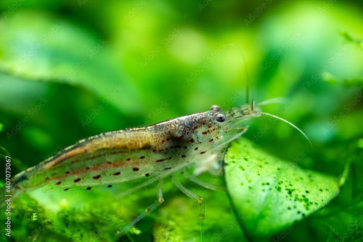 ™ Premium Neocaridina Shrimp – a Perfect Combo to Brighten Your Aquarium! (20 Mixed + 1MYSTERY Snail)