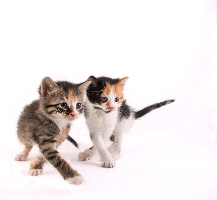 Powdered Kitten Milk Replacer Formula - 11Oz