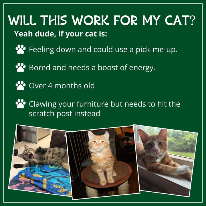 Organic Catnip by , Safe Premium Blend Perfect for Cats, Instilled with Maximized Potency Your Kitty Is Guaranteed to Go Crazy For! (1 Cup)