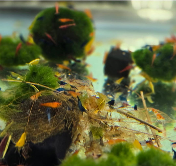 ™ Premium Neocaridina Shrimp – a Perfect Combo to Brighten Your Aquarium! (20 Mixed + 1MYSTERY Snail)