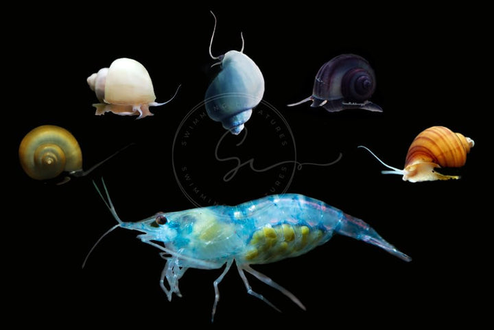 ™ Premium Neocaridina Shrimp – a Perfect Combo to Brighten Your Aquarium! (20 Mixed + 1MYSTERY Snail)