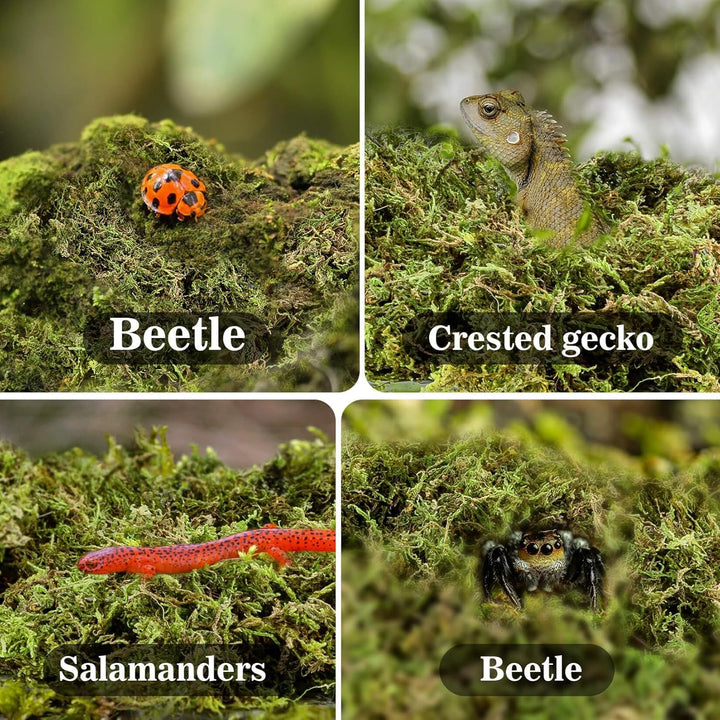 Sphagnum Moss for Reptiles - Terrarium Reptiles Moss Green Dried Peat Moss Habitat Bedding Moss for Snakes Turtle Frog Gecko and Other Reptiles Substrate (5, Ounces)