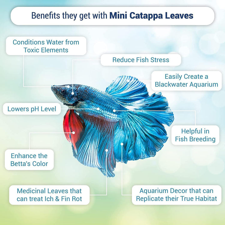 50 Pcs Catappa Indian Almond Leaves for Betta Fish Tank Aquarium, 2” Water Conditioner Leaves, Leaf Also Suitable for Shrimp, Goldfish, Guppy and Frogs