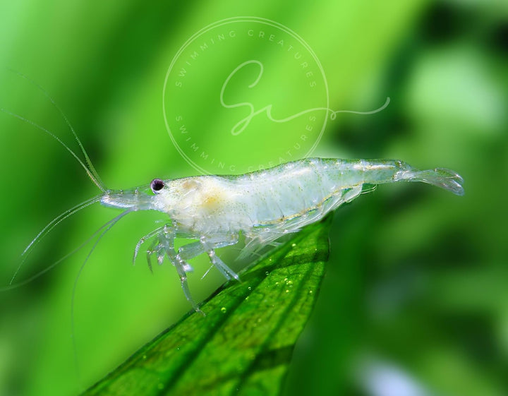 ™ Premium Neocaridina Shrimp – a Perfect Combo to Brighten Your Aquarium! (20 Mixed + 1MYSTERY Snail)