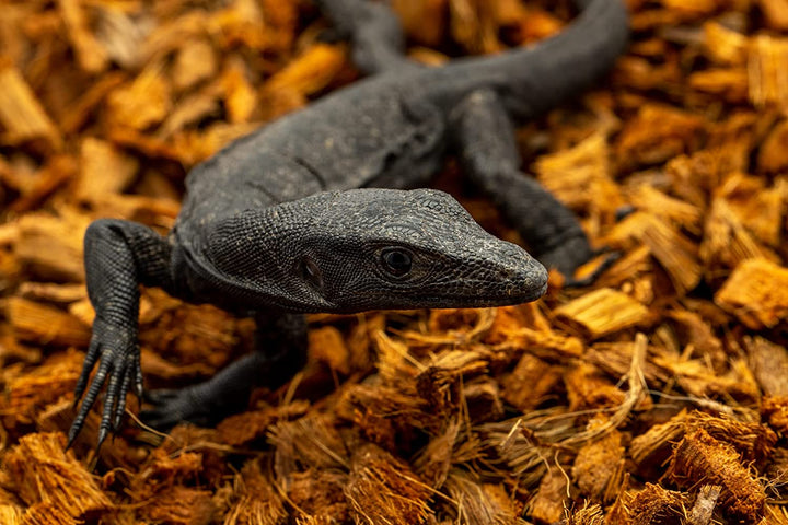 Reptichip Reptile Substrate Coconut Chip Bedding 72 Quart Compressed Organic Coco Husk Block for Snake Habitat, Ball Python Terrarium, Turtle Tanks, Tortoise Enclosure