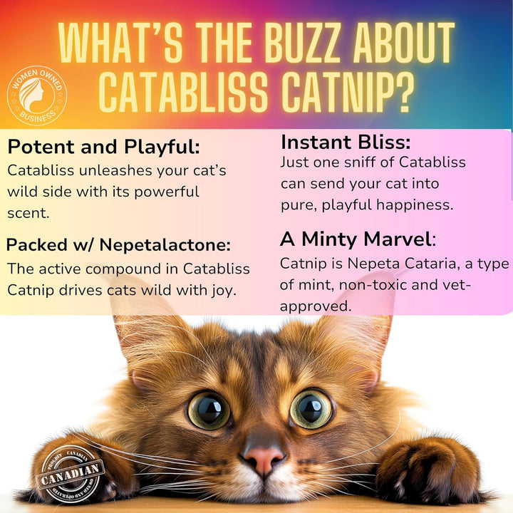 Catnip for Cats – 1Oz Jar - 100% Essential Natural Cat Nip Herb Resealable Jar - Fresh Aroma Stimulates Activity & Enhancing Play for Indoor Cats - Great for Cat Nip Toys, Play & Training